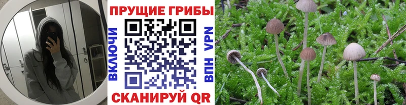 Галлюциногенные грибы ЛСД  omg зеркало  Чистополь  где продают наркотики 